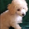 Small toy poodles CKC registered