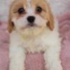 Cavachon Puppies - Pickup or Delivery - Healthy and Beautiful