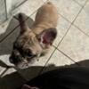 AKC French Bulldogs for sale born June 17th