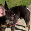 male  French Bulldog