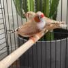 Fawn English Zebra Finches