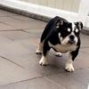 English bulldog triple carrie 