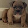 Bullsaceline micro tri color Fawn boy bully  with papers