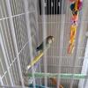 Birds