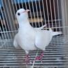 White Female Ringneck Dove