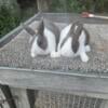 Dutch Bunnies for sale