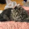 Female  Persian kitten gray tabby