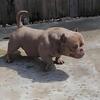 Lilac Tricolor CROWN son/Giagi Grandson OPEN FOR STUD