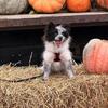 Pomeranian puppy