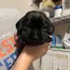 Beautiful pure bred Black/Charcoal Labrador puppies needing their forever homes