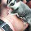 Sugar Gliders