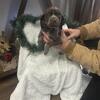 German Shorthair Pointer pups