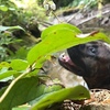 Perro de Presa Canario