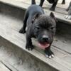 American bully puppies- Mirco