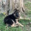 AKC Long hair German Shepherd Puppies