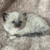 Mitted Ragdoll Male