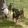 Registered Blue-Eyed Nigerian Dwarf Bred Doe & Breed Quality Buckling