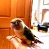 Yellow Sided Dilute *Green Cheek Conure* Sweet, Colorful - 3 months Old, Handfed In Home