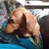 3 female AKC full breeding rights red short haired miniature dachshunds