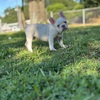 14 wk old male French bulldog