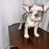 AKC Female French Bulldog Puppy Frenchie