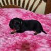 CKC Dachshund Puppy Long Haired Black and Tan Female