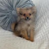 Pomeranian puppy tiny girl Ella