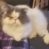 Spayed 3 year old Persian, looking for the right home!