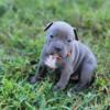 Bully Pups 4 weeks old, ready to go soon. Beautiful litter