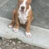 XL American bully puppies (HUNTER)