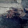 AMERICAN PIT BULL TERRIERS ( PUPS )BOYLE.  S/ ELI