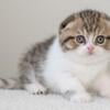 Scottish Fold Male TICA Registered