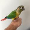 Green Cheek Conures for sale