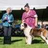 Gorgeous Female Saint Bernard Puppy