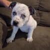 American bulldog / pit bull puppies