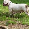 Pocket American bully exotic female