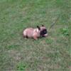 FRENCH BULLDOG RED FEMALE