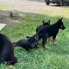 German Shepherd Puppies AKC Registered.  Shots and wormed, 11 weeks old.  3 males and 1 female.  $600