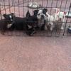 American micro exotic Bully