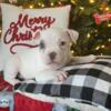 Adorable American Bully Standard Puppie