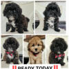 Adorable Shih-Poo (Shih-Tzu & Poodle) Puppies - READY NOW