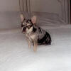 Female Merle French