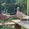 Proven breeding pair of red frill stencil homer pigeons