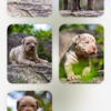 bandog female puppies