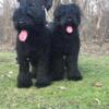 AKC Registered! Exceptional Black Russian Terrier Puppies Available 5 Weeks old