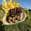 Yorkshire Terrier male and female puppies are AKC registered