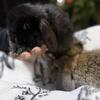Holland Lop Bunnies – Indoor Homes Only