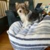 Beautiful parti yorkie for sale