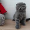 NEW Elite Scottish fold kitten from Europe with excellent pedigree, female. Olivia