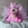 Sphynx girl